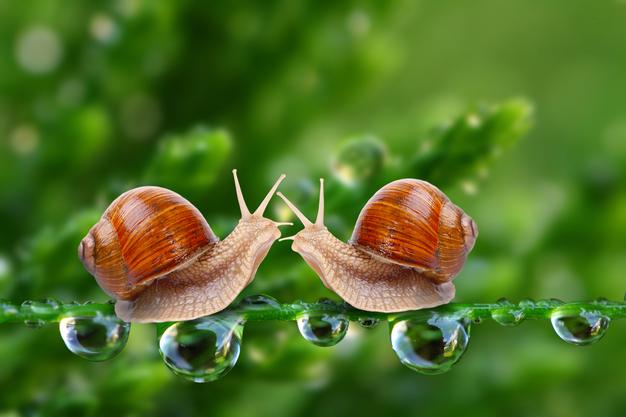 snail دانستنیها