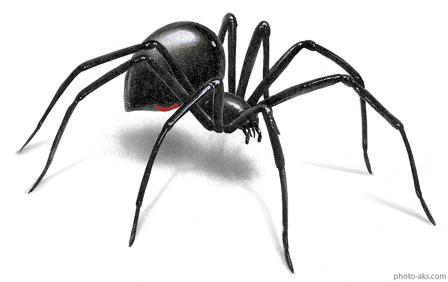 BLK WIDOW دانستنیها